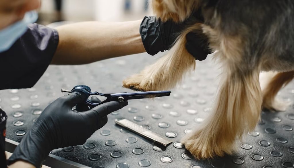 Owner Comes Up With Clever Tactic To Convince Dog Nail Trimming Isn't Scary  – DNyuz